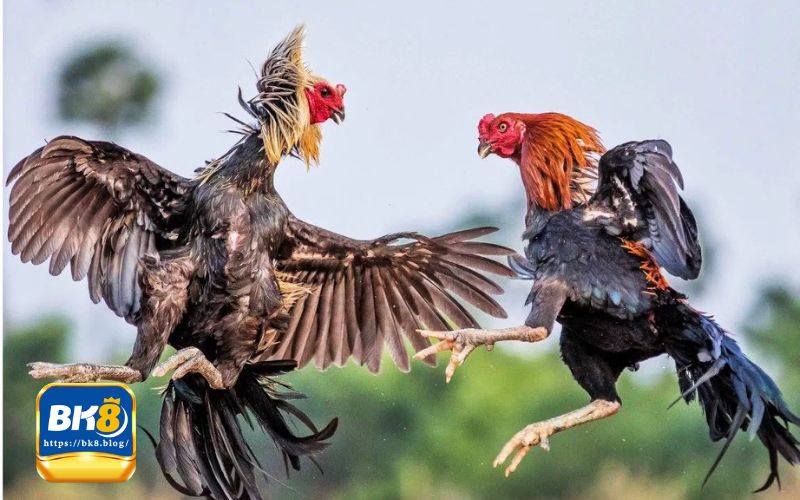 Những điểm ấn tượng khi tham gia đá gà hôm nay