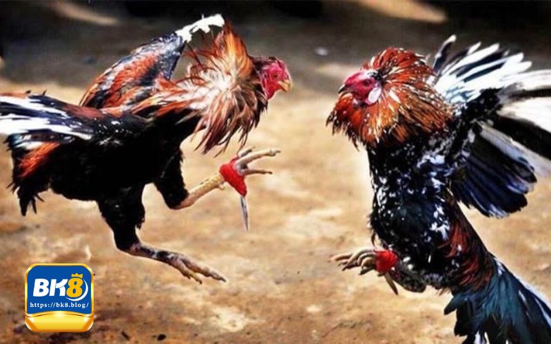 Tổng quan về đá gà trực tiếp Thomo