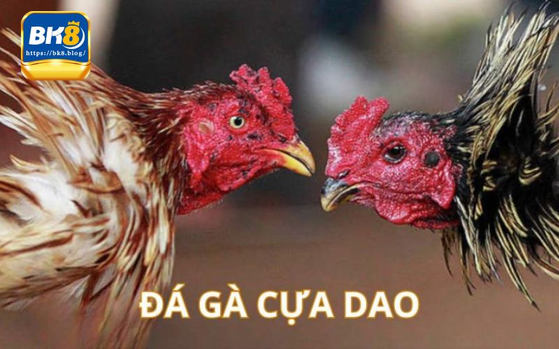 Những điều tân binh chưa biết về đá gà cựa dao tại BK8 yolo