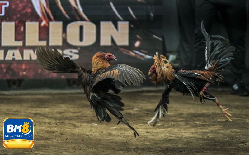 Giới thiệu về đá gà casino